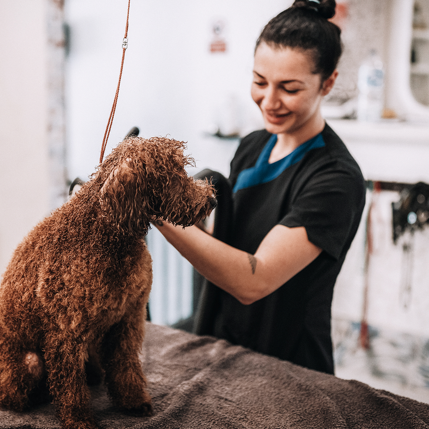 A dog groomer dries a Labradoodle sitting on a grooming table.